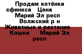 Продам котёнка сфинкса › Цена ­ 1 000 - Марий Эл респ., Волжский р-н Животные и растения » Кошки   . Марий Эл респ.